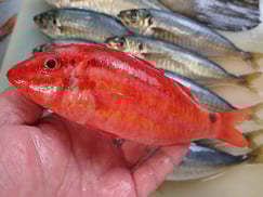 オキナヒメジの寿司　デリバリー