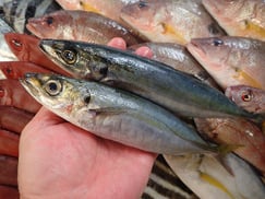 ムロアジの寿司　デリバリー