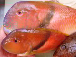 イラの寿司　デリバリー