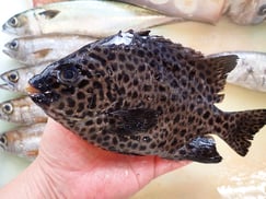 イシガキダイの寿司　デリバリー　出前