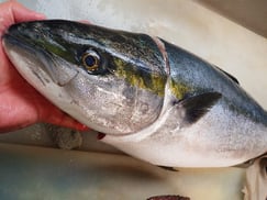 ヒラマサの寿司　出前