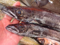 クロシビカマスの寿司　デリバリー