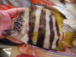 テングダイ　美味しいお寿司　出前