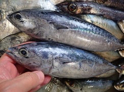 スマカツオの寿司　美味しいお寿司　出前