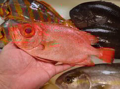 キントキダイの寿司　デリバリー