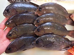 メジナの寿司　出前