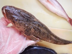 高級魚のマゴチです！おまかせセットに入ります。