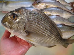 ヘダイの寿司　デリバリー　出前