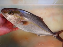 カンパチの寿司　美味しいお寿司　出前