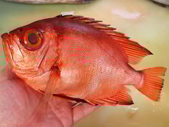 チカメキントキダイ　納会　寿司　出前