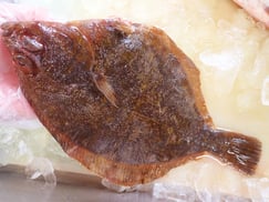 マコガレイ　北海道　未利用魚