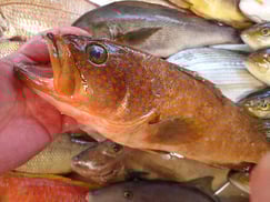 メイチダイの寿司　デリバリー