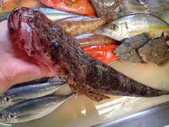 ワニゴチの寿司　デリバリー　出前