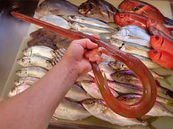 アカヤガラの寿司　デリバリー　出前