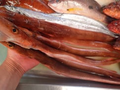 アカヤガラの寿司　デリバリー