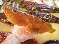 キジハタ　五島列島の魚　未利用魚