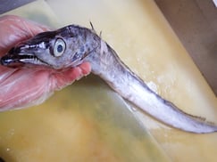 タチウオ　大船渡　未利用魚