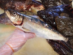 ニシン　未利用魚