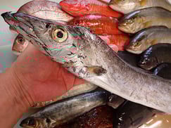 タチウオの寿司　出前