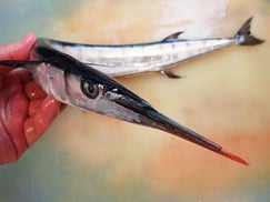 ハマダツの寿司　美味しいお寿司　出前