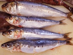 マイワシ　高級寿司　出前