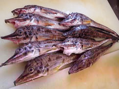 ハッカク　羅臼　未利用魚