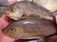 イサキの寿司　デリバリー