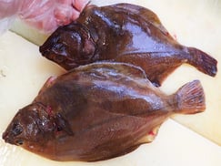 ソウハチガレイ　高級寿司　出前