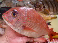 SDGs　未利用魚　真鯛