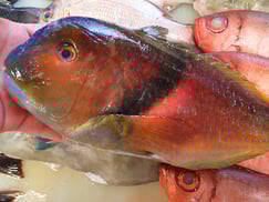 イラの寿司　デリバリー