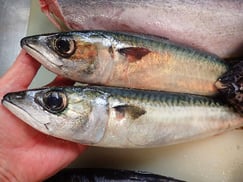 シメサバの寿司　デリバリー