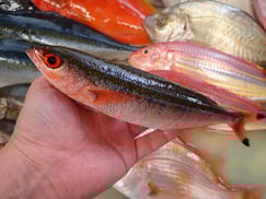 タカサゴ　美味しいお寿司　出前