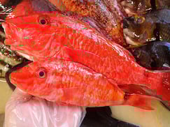 オキナヒメジ　五島列島の魚　未利用魚