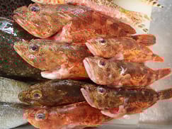 ウッカリカサゴの寿司　デリバリー