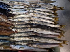 カマスの寿司　デリバリー