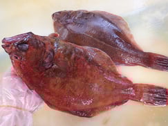 一般的には焼いたり炊いたりですが、刺身もかなり美味しいカレイです！