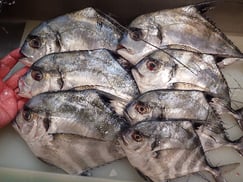 イトヒキアジの寿司　デリバリー