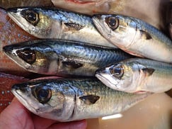 マサバとゴマサバの寿司　出前