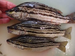 シマイサキの寿司　デリバリー