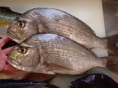 ヘダイ　寿司　出前