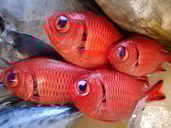 ナミマツカサの寿司　美味しいお寿司　出前