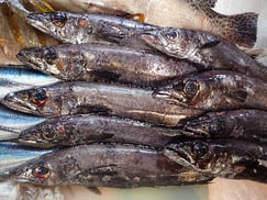 クロシビカマスの寿司　デリバリー