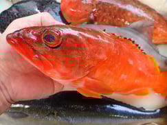 アカハタの寿司　デリバリー