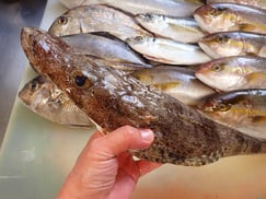 イネゴチの寿司　デリバリー　出前