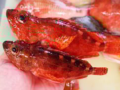 ウッカリカサゴの寿司　出前　デリバリー