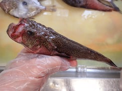 ミシマオコゼ　大船渡　未利用魚