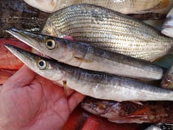 カマスの寿司　デリバリー