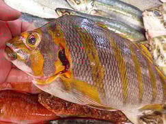 タカノハダイの寿司　デリバリー