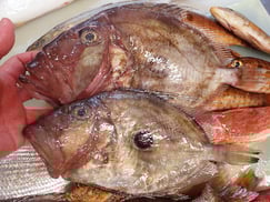 マトウダイの寿司　デリバリー