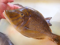 SDGs　ハマフエフキの寿司　美味しいお寿司　出前